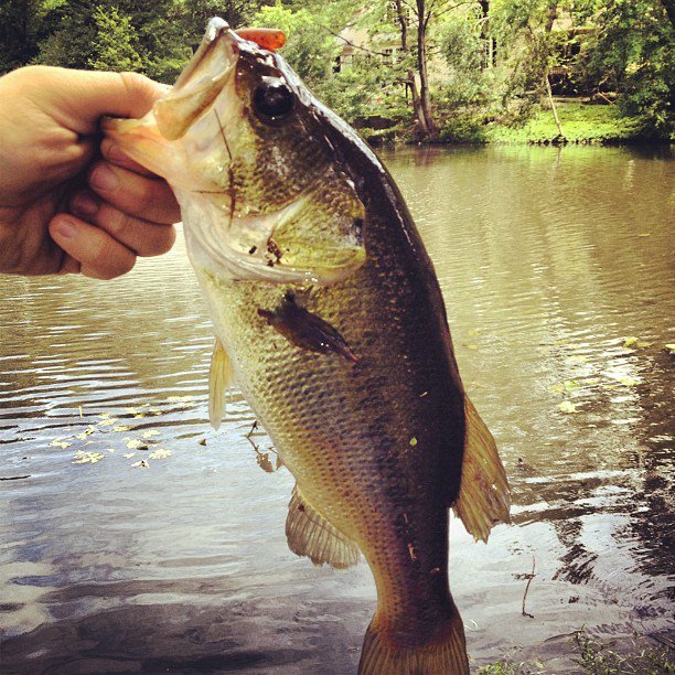 iclickfishing's tweet photo. Fishing Tips Guru | How to Target Summer Bass #FishingTips #FishingReviews #Fishing #FishingNews #FishingWebsite https://t.co/xqjc7WrVs3 https://t.co/YVMXesmVUa