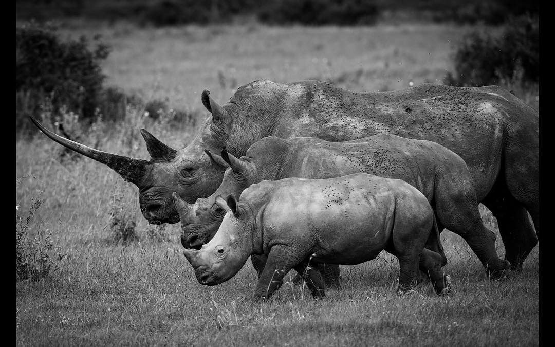 from @mstraceyo  -  Happy World Rhino Day!!!
Their future is...#InOurHands. 
#WorthMoreAlive #conservation #endpoaching #rhino #vetpaw #southafrica #dswt