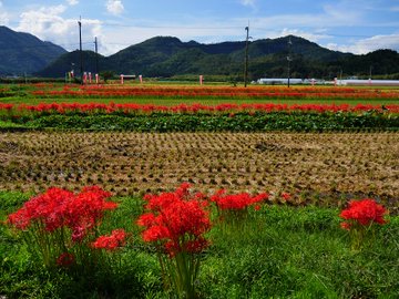 21年版 関西でおすすめの彼岸花 曼殊沙華 の名所13選 見頃 開花情報 アクセスなどを紹介 ニシタビ