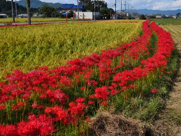 21年版 関西でおすすめの彼岸花 曼殊沙華 の名所13選 見頃 開花情報 アクセスなどを紹介 ニシタビ