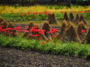 21年版 関西でおすすめの彼岸花 曼殊沙華 の名所13選 見頃 開花情報 アクセスなどを紹介 ニシタビ
