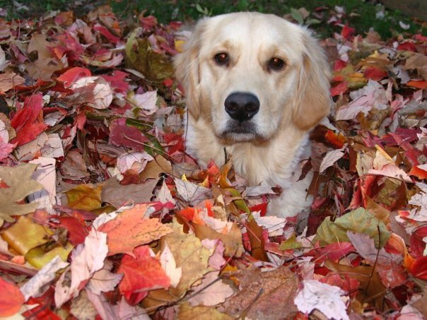 UrDogsThoughts's tweet photo. Thanks for raking the leefs Hooman 

#UrDogsThoughts #DogsOfTwitter #Dogs #DogsLife #Puppy #PuppyLove #Dog #DogLovers #DogsAreFamily #DogMom #DogDad #FallWeather #Fall #Autumn https://t.co/0ii49AM6sa