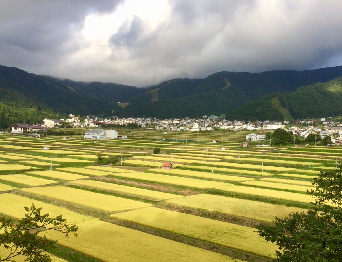 craigmclachlan3's tweet photo. Getting close to rice harvest time in Nozawa Onsen, Nagano prefecture #LPinJapan @lonelyplanet https://t.co/vkbLIoG6Gq