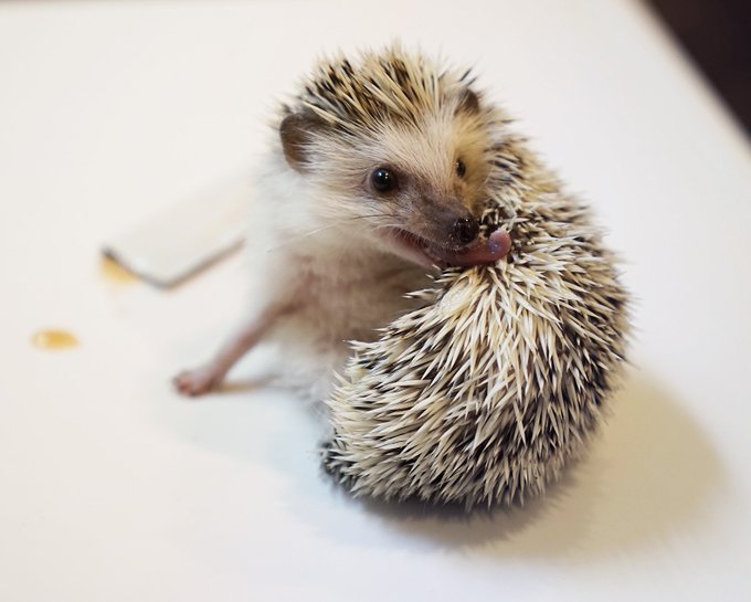 ハリネズミ用チュールをあげてたら、唐突に毛づくろい
猫みたいに舌でやるところ初めて見た 