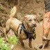 holidayingwithdogs tweet media