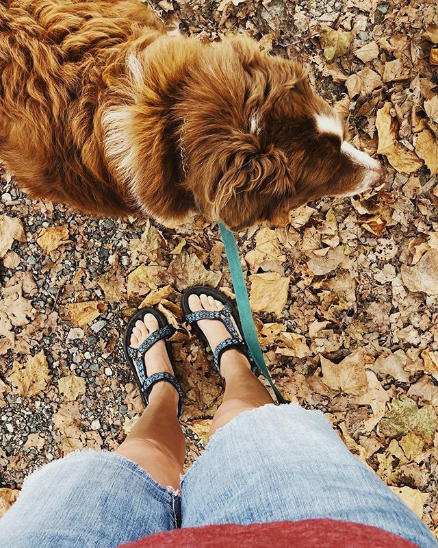 soupatraveler's tweet photo. Happy first day of Fall from me and Maj! #majorsworld #fall #fallleaves #mabon #autumn #lifeandlovewithmajor https://t.co/X08kxeZ0m0 https://t.co/xGU3PK5cic