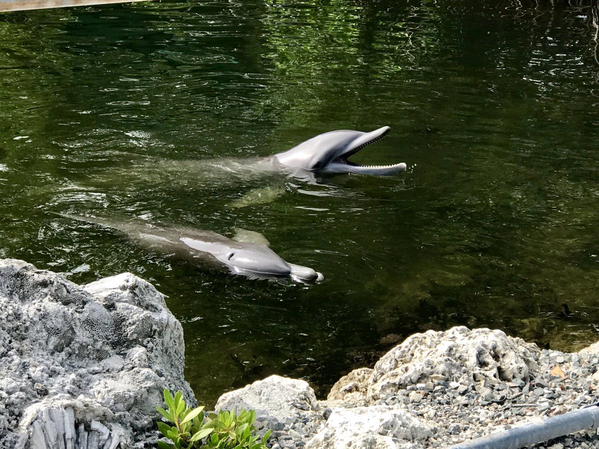 jenna84s's tweet photo. Our sweet dolphins today.. Nika and Nyla โค๏ธ #DolphinsPlus https://t.co/FsKNhiCo9c