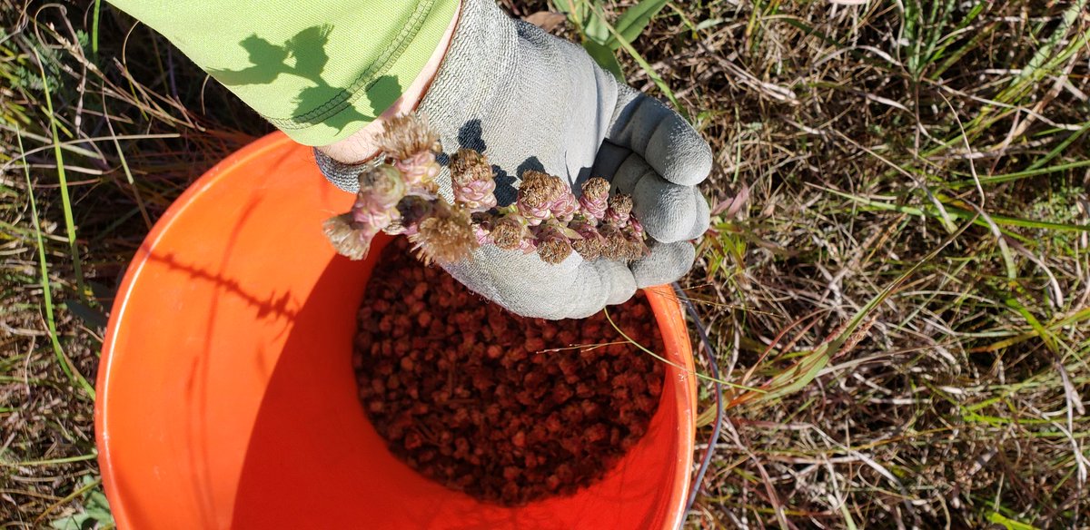 ConserBlueprint's tweet photo. It's Rough Gayfeather (Liatris aspera) harvest season! This will make for great future #pollinator #habitat.
#ConservationBlueprint
#monarchbutterfly https://t.co/il6qwiPJbi
