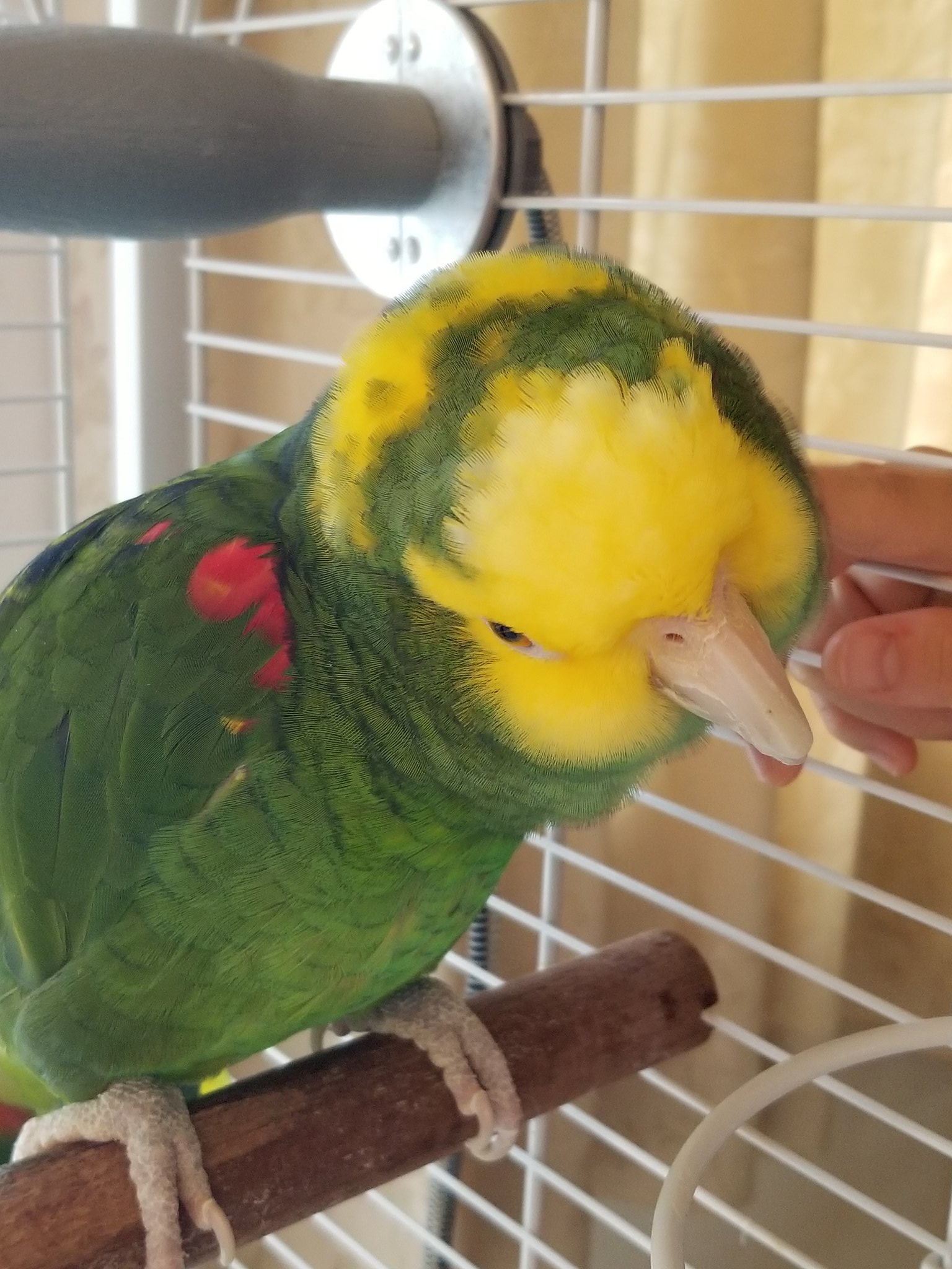 佐久間彩加 V Twitter ふくちゃん 起きた まんまる笑 オオキボウシインコ 佐久間彩加 V Twitter ふくちゃん 起きた まんまる笑 オオキボウシインコ