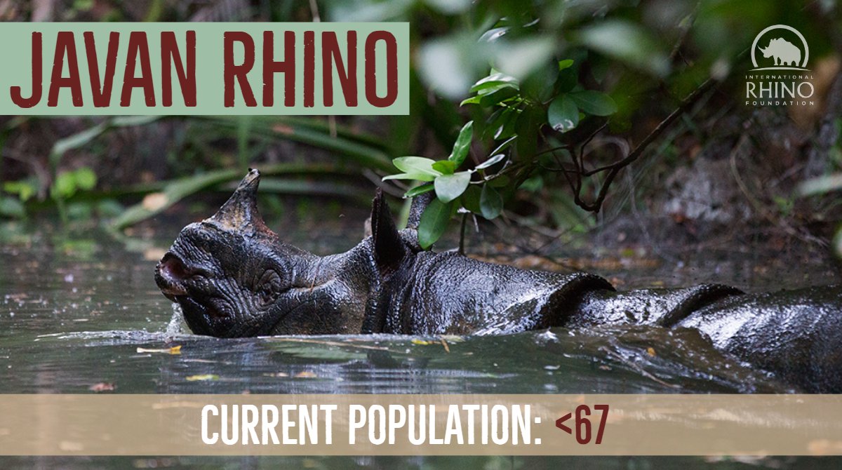 RhinosIRF's tweet photo. It’s #WorldRhinoDay! Learn all you can about the 5 #rhino species and spread the word! 🦏  https://t.co/H1fGQNLSXQ 🦏 #KeeptheFiveAlive #TeamRhino https://t.co/McUxvfAXk0