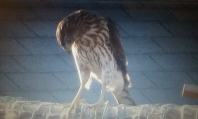 my hawk https://t.co/GHj5ZWNkfE