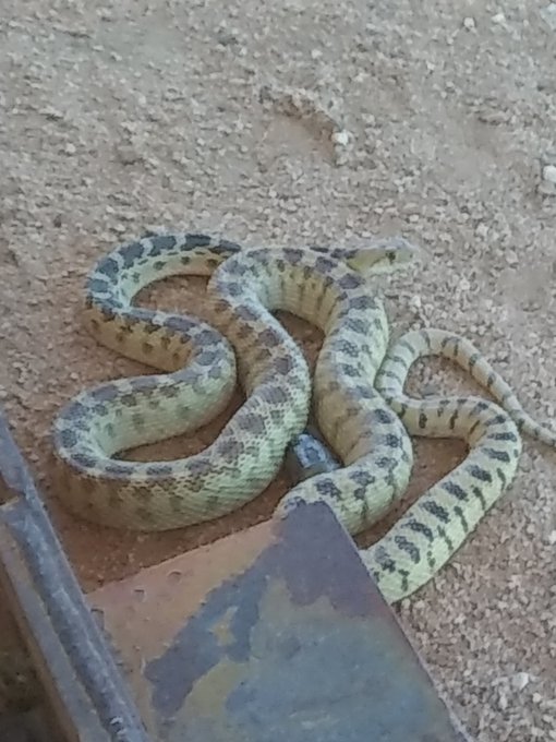found a snake ... he was fun to play with .in my yard https://t.co/tig6YMJPy3