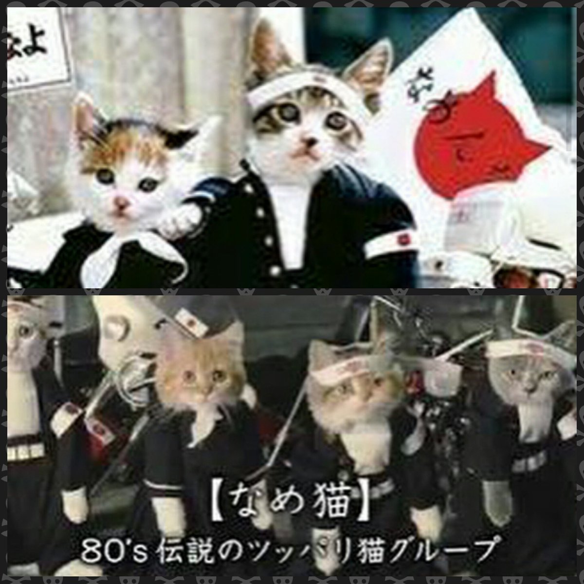 画像 なめ 猫