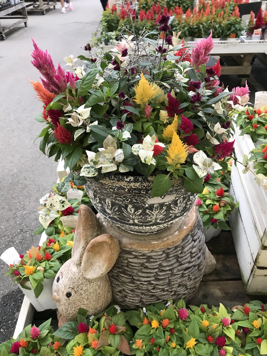 ジョイフル本田 ガーデンセンター على تويتر ガーデンセンター宇都宮店 今が旬なケイトウ 色鮮やかな花が長く楽しめます 真っ赤に燃えさかるようなケイトウ 火祭り 当店人気商品です 花壇植えや寄せ植えに使ってみて下さい ケイトウ 火祭り 寄せ