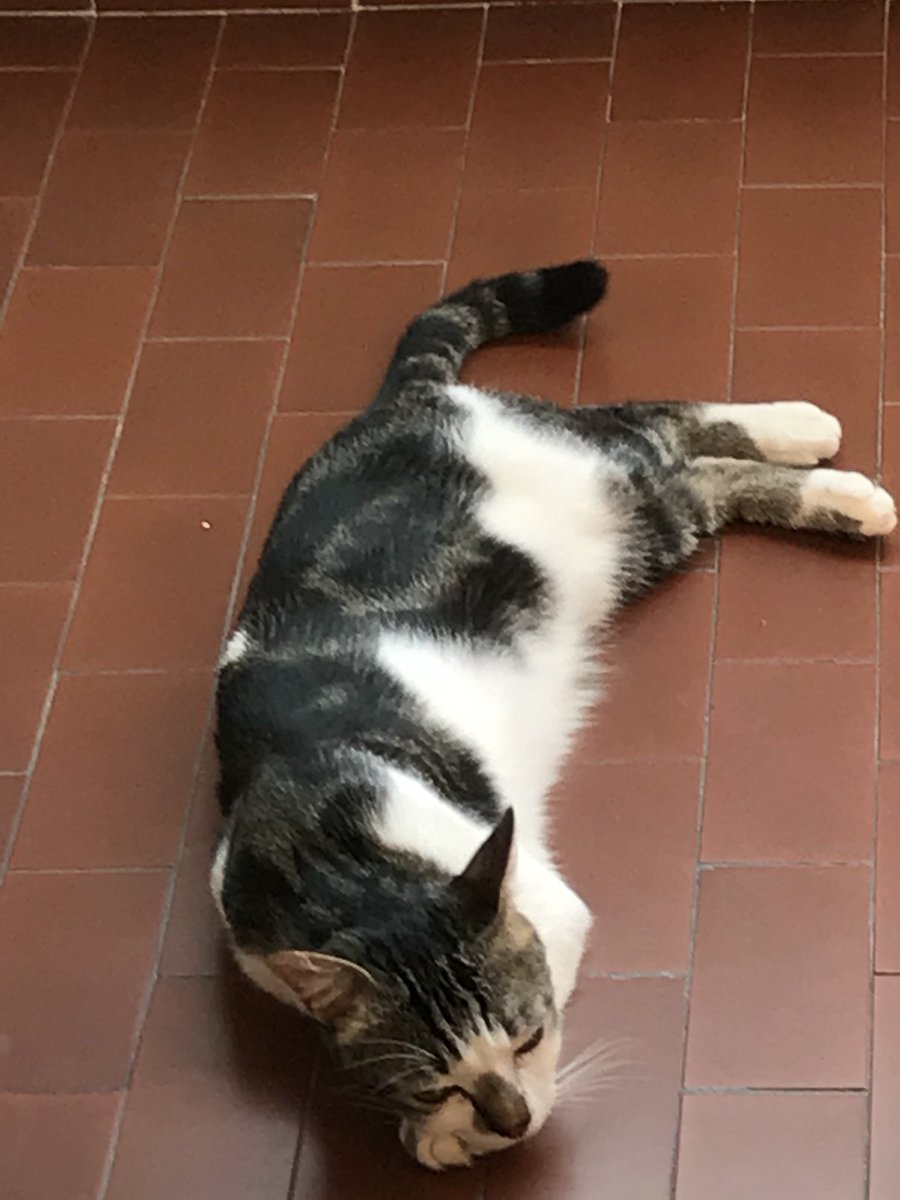 annafederica2's tweet photo. #beautifulcats #beautifulcatsofinstagram #catsofinstagram #cat #cats #instacat #beautifulcatsintown #cutecats #catstagram #beautifulcat #meow #catlovers #catlover #beautifulcatsoninstagram #lovecats #cutecat #caturday #cats_of_world #catoftheday #bestmeow @PurinaUK https://t.co/Zjs73dyQHm