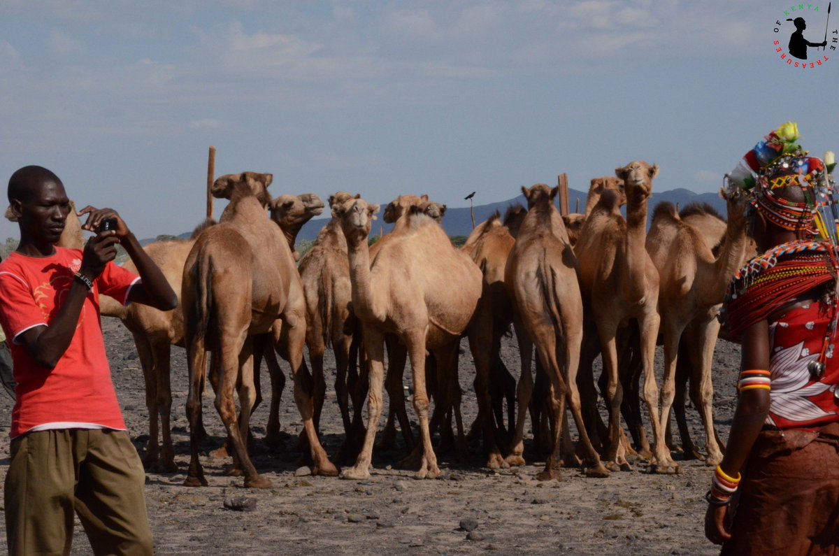 Treasures_Kenya's tweet photo. Did you Know? A Camel easily gulps down about 40 gallons ; more than 150 litres of water in one sitting and contrary to popular myth its not actually stored in the hump 🙂🙂
#WhyILoveKenya #TreasureKenya #TembeaKenya #ThisIsMyKenya #NorthernKenya #MLTCF https://t.co/zrMX9H8wke