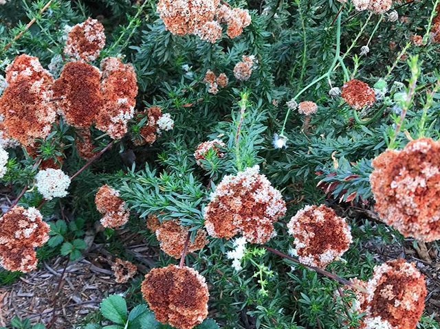 #Garden in #DowntownLosAngeles with #RedFlowers which look like #Rust #GardenFlowers #Red #NativeFlowers #NativeVegetation #NativeLandscape #DTLA #SoCal #SoCalGardens #CaliforniaGardens ift.tt/2I53r41