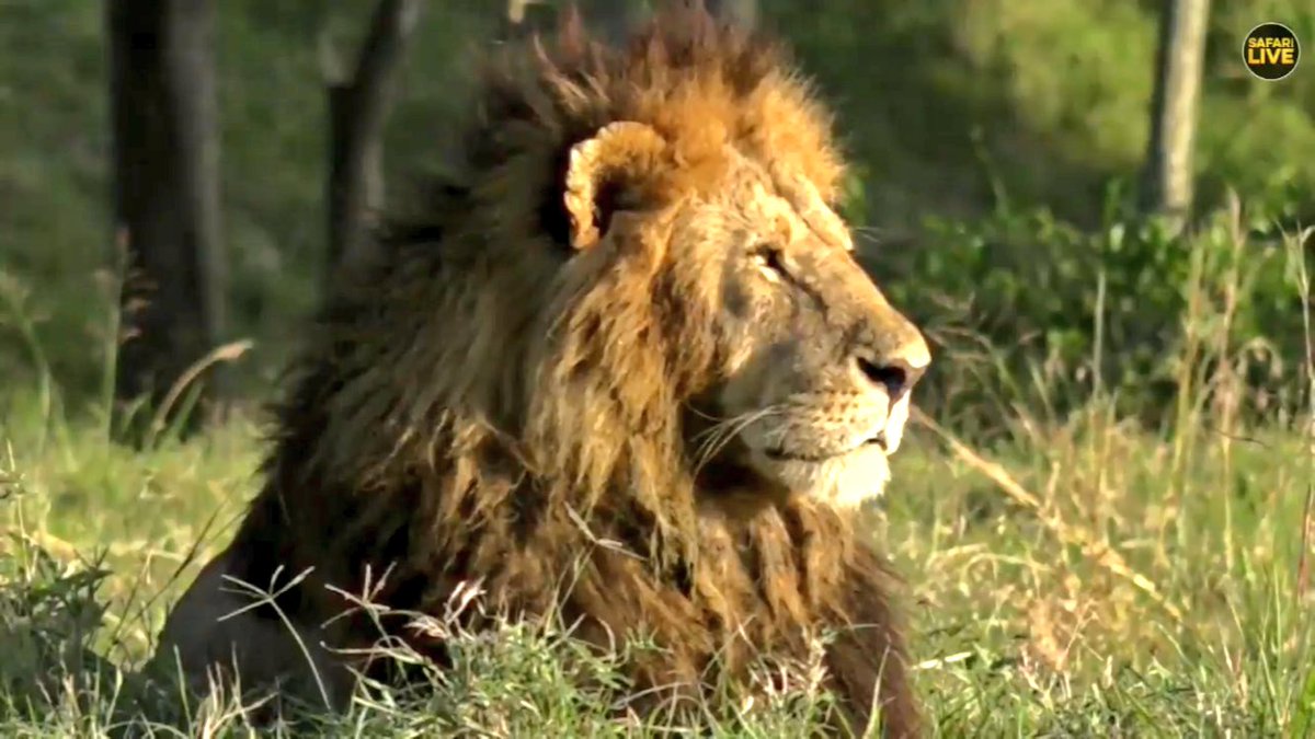 #safariLIVE Half tail is the dreadlocked Lion! Natty dread in the wild :D
