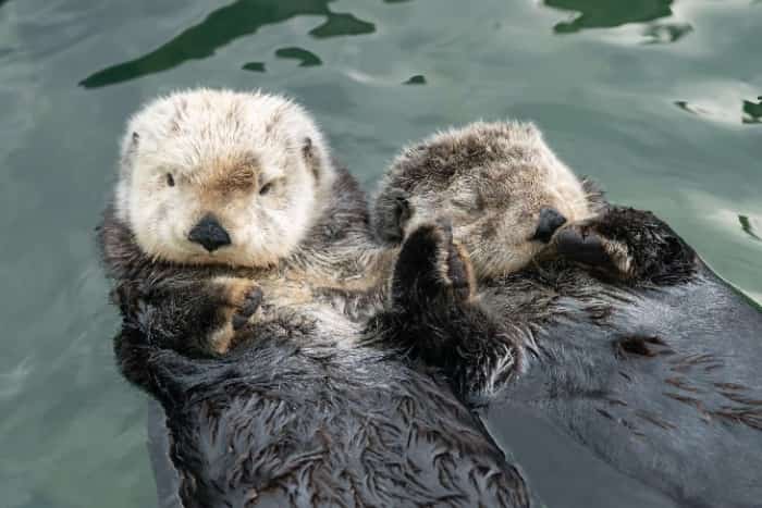 This video of sea otters rafting will make you smile until your face hurts ow.ly/vHqN30lV5X1