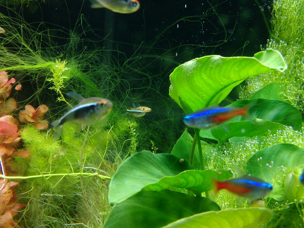 耕作員いとう ふと気付いたら ブラックネオンテトラの稚魚が生まれてた ネオンテトラの繁殖は難しいはず とググったら ネオンテトラとブラックは似て非なる種類 ブラックの方は比較的容易らしい 耕作員いとう ふと気付いたら ブラックネオンテトラの稚魚が生まれてた ネオンテトラの繁殖は難しいはず とググったら ネオンテトラとブラックは似て非なる種類 ブラックの方は比較的容易らしい