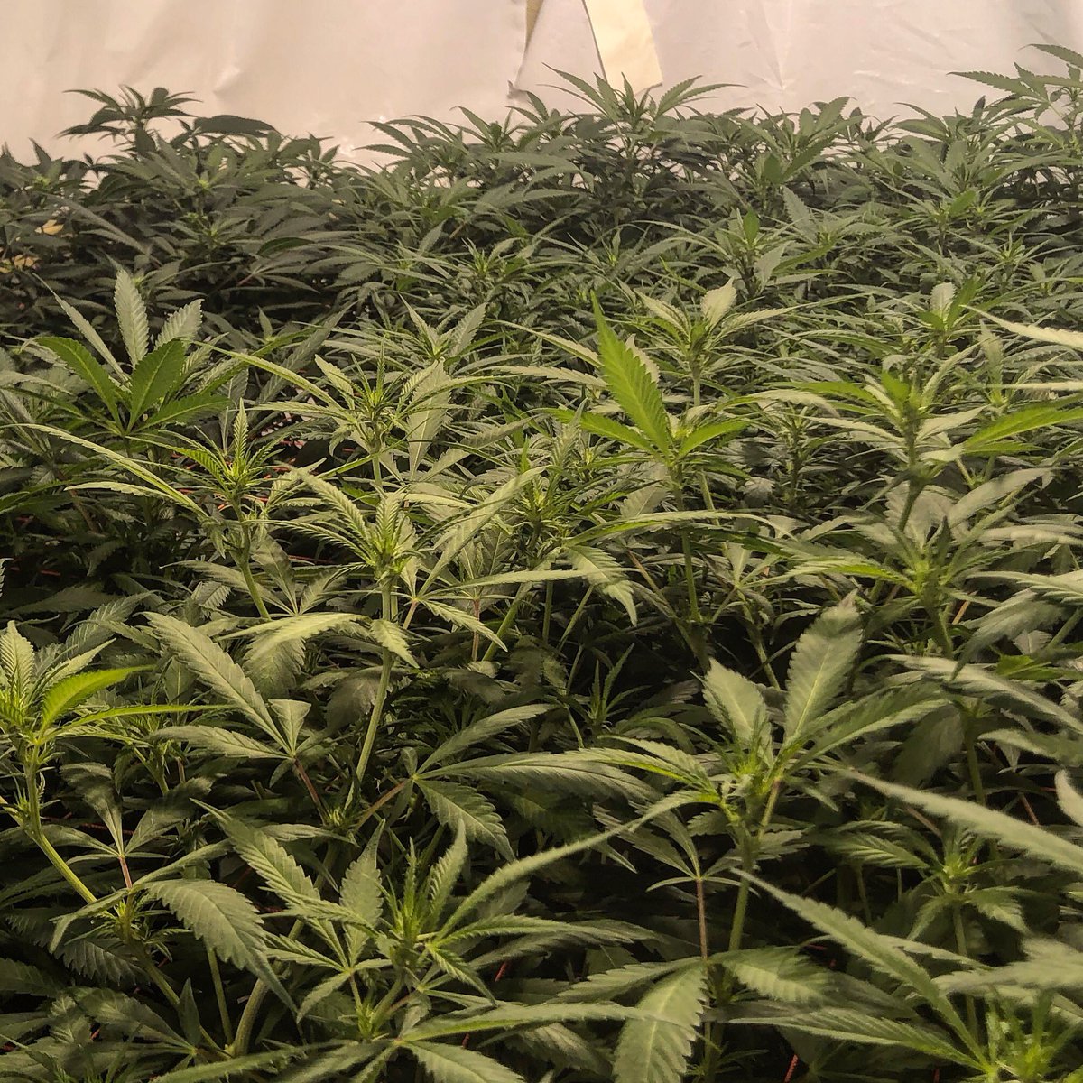MannyRassGanja's tweet photo. Amazing scrog #growthscience #duby #indica#passit#passtheduby #passthatshit #scrog #stayhigh #stay #budporn #trichomes #nugporn #nugs #medicine #dubylife #duby #growyourown #sonder #stoner #elevated #dank #highlife #cannabis #cannabiscommunity https://t.co/hwB55EuORE