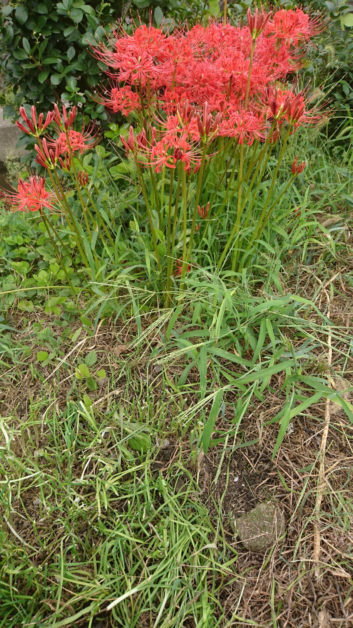 草戸くろ Mystiker ぷ2ぷ2 備後の一般狐on Twitter 彼岸花 曼珠沙華 死人花 捨子花 地獄花 狐花 リコリス 幽霊花 蛇花 剃刀花 天蓋花