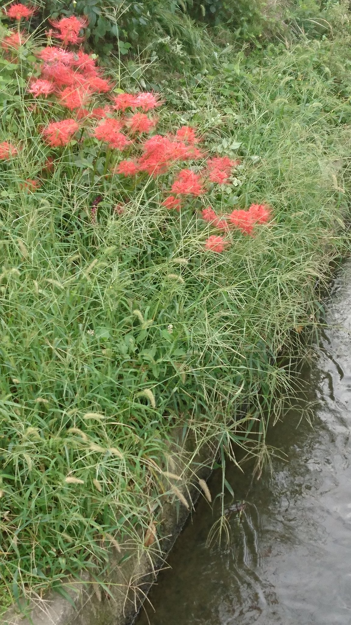 草戸くろ Mystiker ぷ2ぷ2 備後の一般狐on Twitter 彼岸花 曼珠沙華 死人花 捨子花 地獄花 狐花 リコリス 幽霊花 蛇花 剃刀花 天蓋花