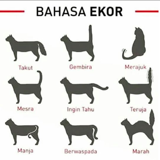 ERAdotje's tweet photo. Siapa ada kucing ? Korang mesti tahu maksud bahasa kucing ni kan ? Betul tak ? 
#SharERA 📷 : @haiwanku https://t.co/CD6k46lqQI
