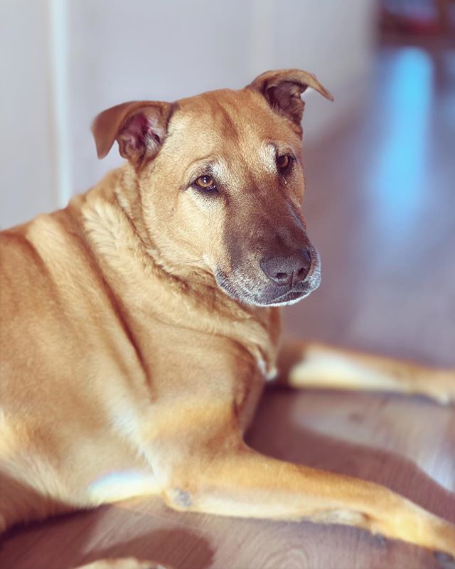 Took this shot of Leica with the iPhone XS Max. It’ll never replace my SLR, but hey, not bad for a pocket camera (phone!) Guess it works on dogs too. 
#iphonexs #portraitmode #worksondogs ift.tt/2OHnnfX Took this shot of Leica with the iPhone XS Max. It’ll never replac…