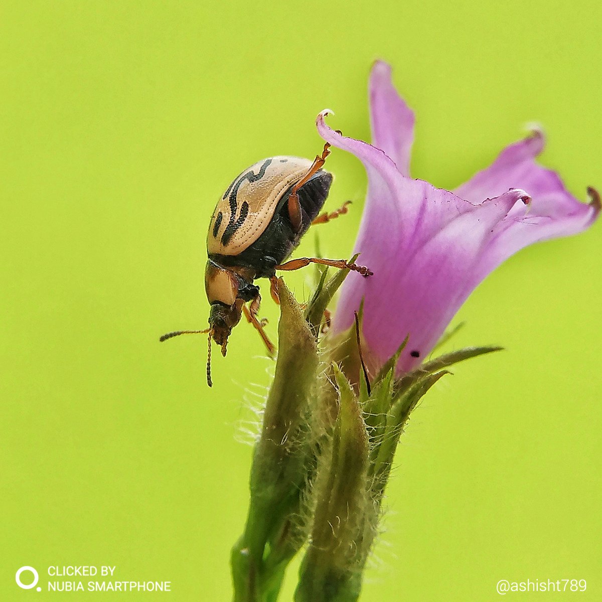 nubia_India's tweet photo. Sometimes the bugs do stand a chance! What do you think is bugging the flower? #Regram @ashisht789 #ClickedBynubia using Z11 mini. #nubiaIndia #Photography https://t.co/IC7F0J1nzc