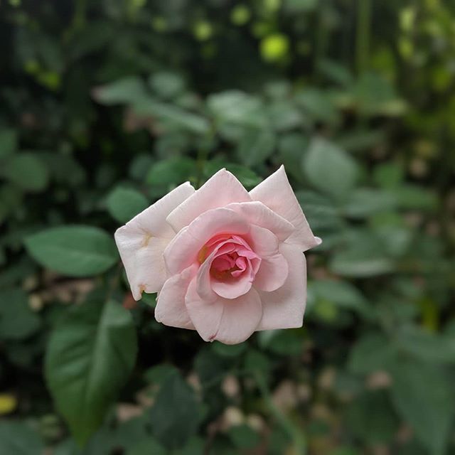 techpp's tweet photo. Rose. Portrait mode.
Even as we wait for the Pixel 3, a gentle reminder of what the Pixel 2 can still do.
Not bad, eh?
#ShotOnPixel #GooglePixel #GooglePixel2 #Pixel2 #Gooflephone #Pixel2Camera #PixelCamera #Android https://t.co/PBlIsZEMv5 https://t.co/6sGXcs3zOy