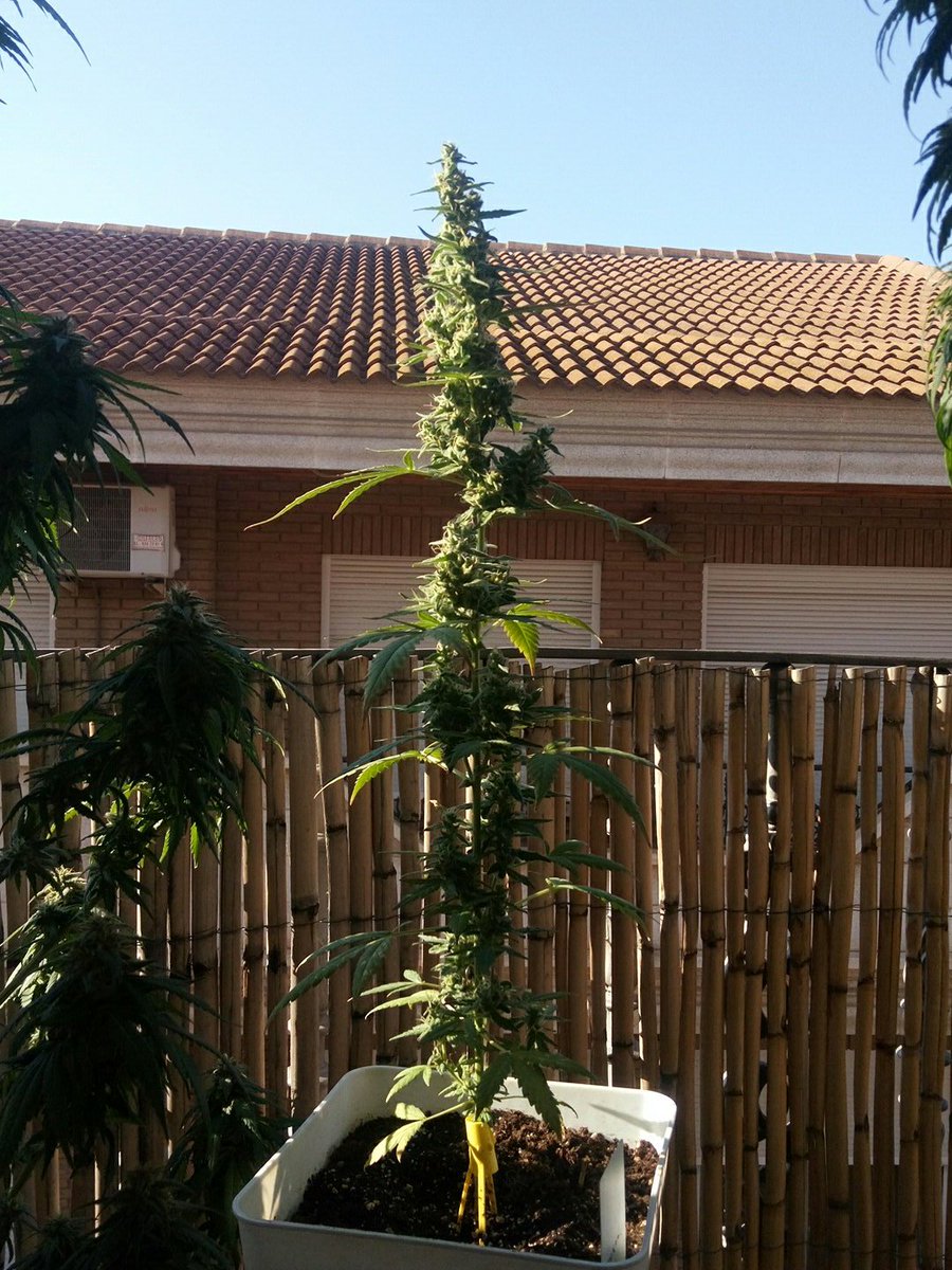 el_tirandela's tweet photo. @soulofrasta @Medussa_Protect @revistacanamo @BreederSeeds @growbarato Está es la mía #AutoBlueberry de @BreederSeeds con 8 semanas. Tiene un olor tremendo. https://t.co/YsjJFFHtdX