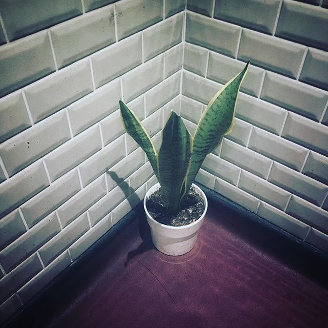 PlantSwap_UK's tweet image. Really did seem like this aloe had done something wrong and been banished to the ladies toilet!  #Inthecorner #aloe #naughtyplant