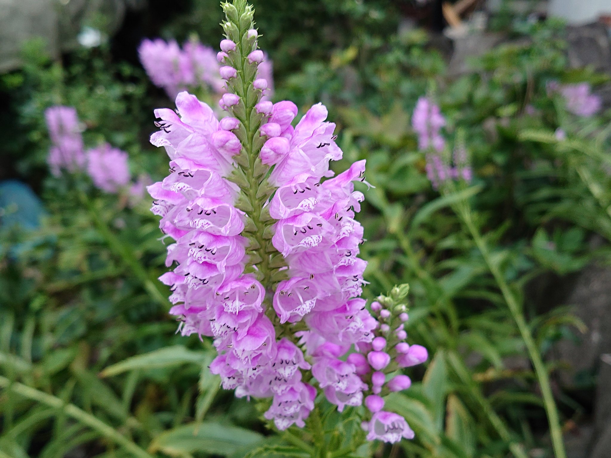 みぃ カウトラノオ 角虎の尾 ハナトラノオ 花虎の尾 フィソステギア 花 花写真 花写っと お写ん歩 T Co 2r7vkrrfay Twitter