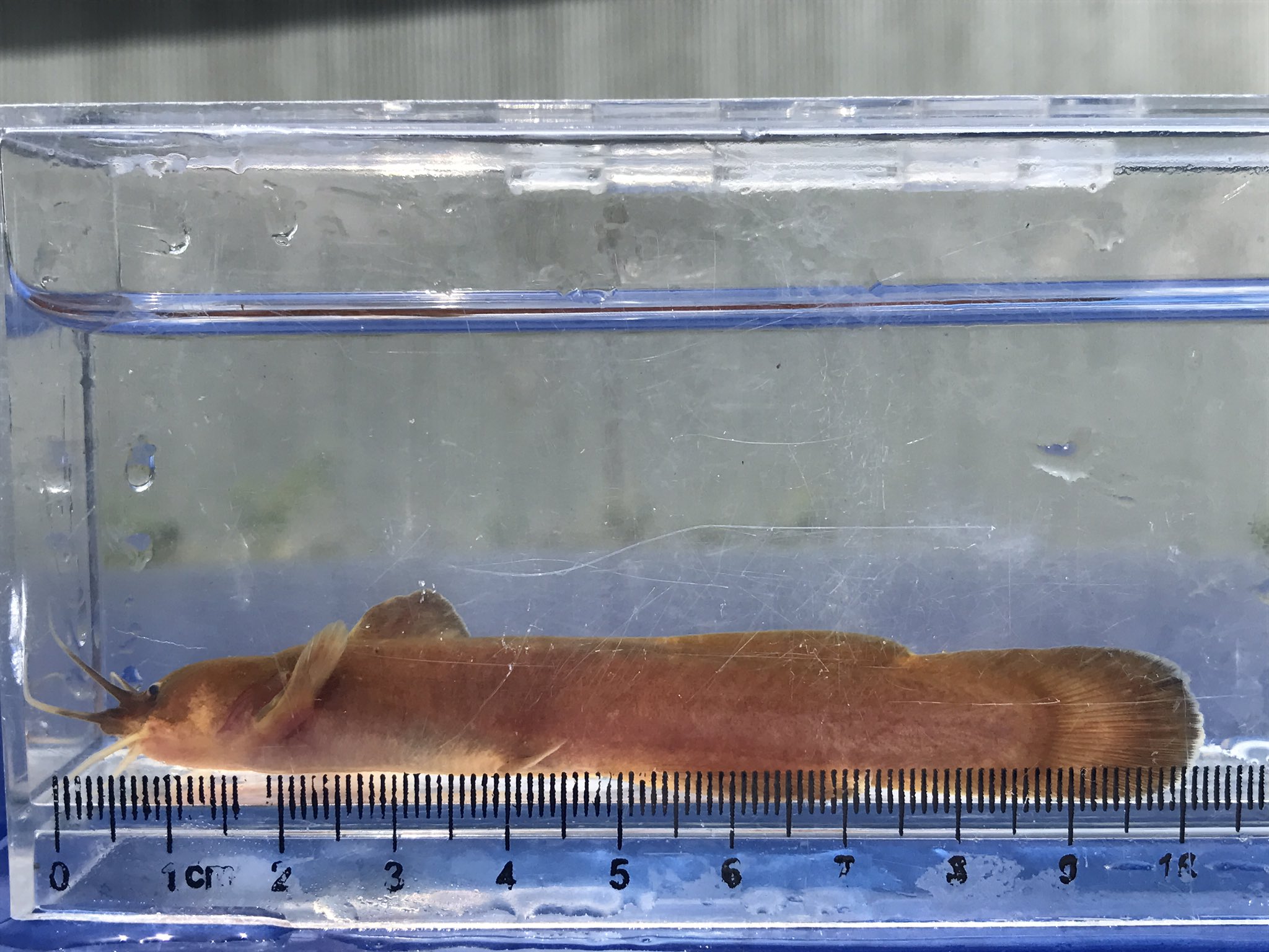 Chウッティー ガサガサ オフガサ Chウッティー アカザ 日本淡水魚 オフガサに行ってアカザget W 他にもたくさん取れました W ちなみに このガサガサは動画になりません Chウッティー ガサガサ オフガサ Chウッティー アカザ 日本淡水魚 オフガサに行ってアカザget W 他にもたくさん取れました W ちなみに このガサガサは動画になりません