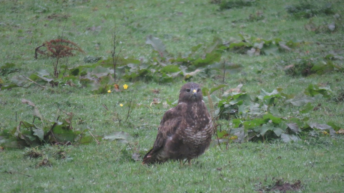 RT @ecology_cymru: A soggy looking Common Buzzard from yesterday. His expression sums up how I felt during the rain. @naturewithnev @ecology_cymru @birdsofprey_uk