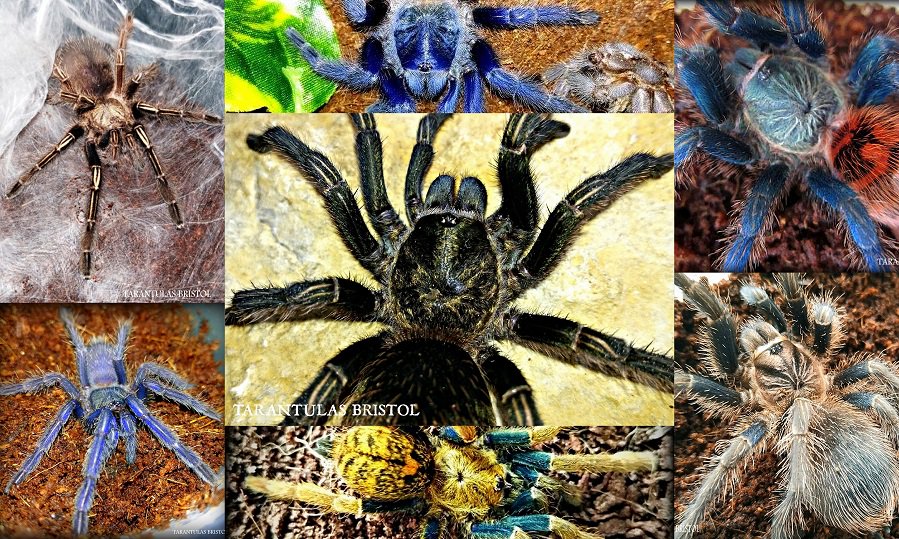 Tarantulas Bristol tweet media