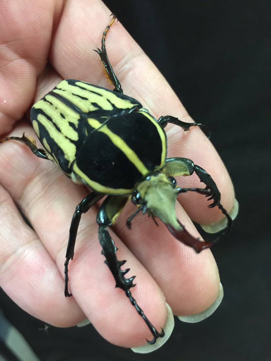 カメルーン産　クラッツオオツノカナブン　60mm カメルーン産 クラッツオオツノカナブン 60mm <0622z昆虫標本