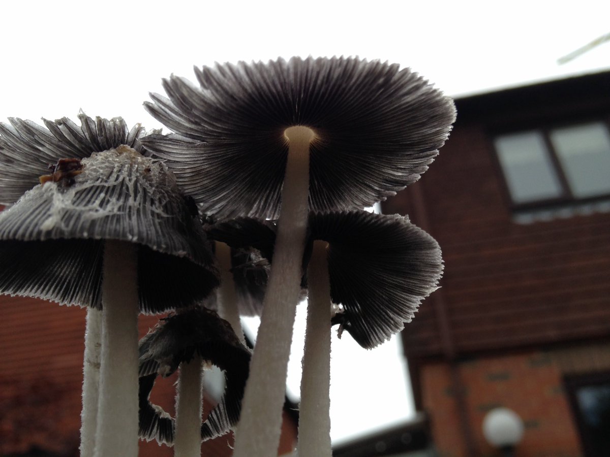 dave_curd's tweet photo. These have sprung up in my chippings overnight. Not the height of the house, just 100mm tall. #Sussexwildlifetrust https://t.co/9UhtnPe9gV