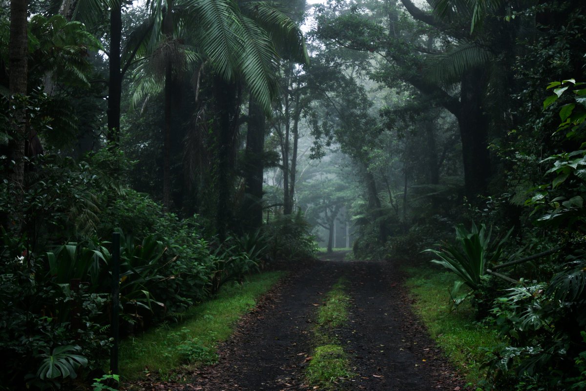 RyanLeeWright's tweet photo. Mystical Foggy Road. #photography #photo #hawaii #kona #Adventure https://t.co/eJ8GKaHZFm