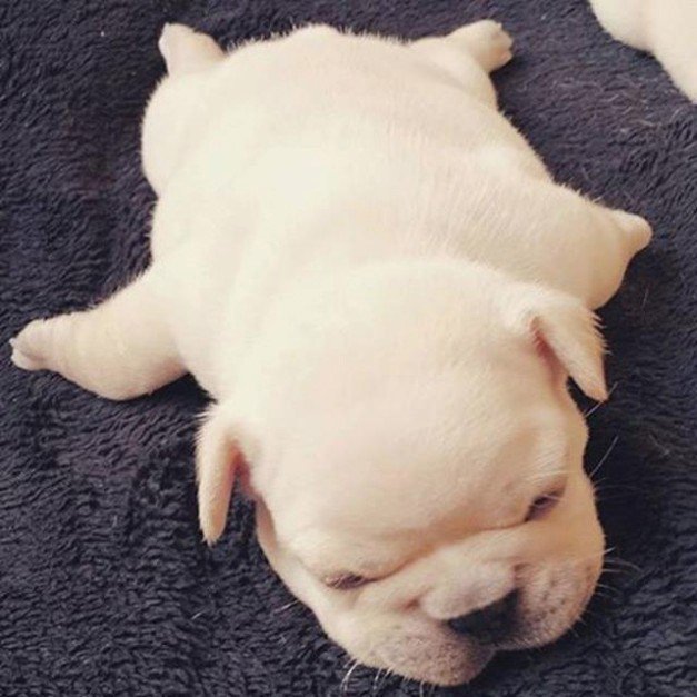 DoggyOverload tweet media