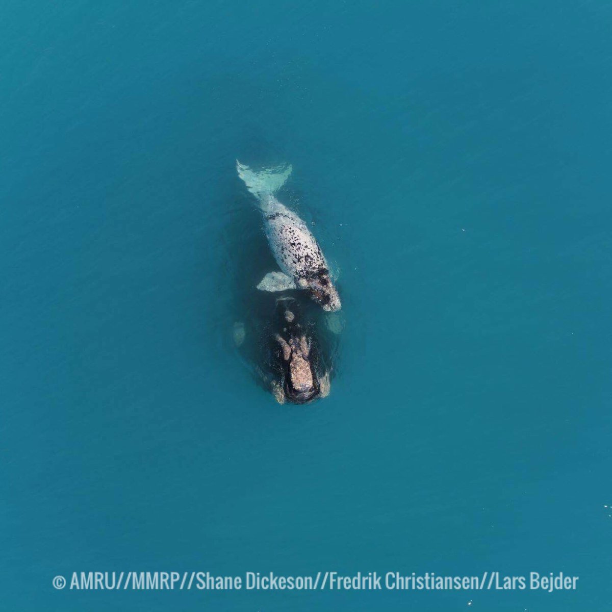 #fieldwork day 95: #southernrightwhale mother and calf take a moment to rest at the surface. All images taken under approved research permits from DEWNR, South Australia, Marine  Parks and Murdoch University.  #drones @FChristiansen83 @lbejder @MU_CRU @MMRP_UH @MurdochUniNews