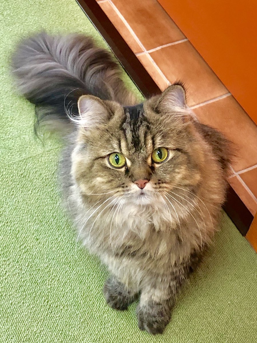 O Xrhsths 猫カフェ 美観neko Sto Twitter ロビちゃんの ん 的なお口が可愛いです 美観neko Catcafe Cats 猫カフェ倉敷 美観地区猫カフェ 美観地区カフェ ペルシャ 猫好きさんと繋がりたい