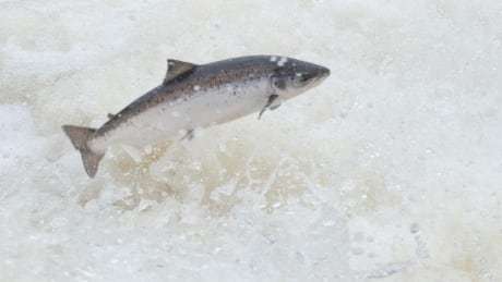 CBCScienceEnv's tweet photo. New proof that fish farm escapees interbreed with wild salmon: DFO https://t.co/JbRynfFYPL https://t.co/yIscBiNXIz