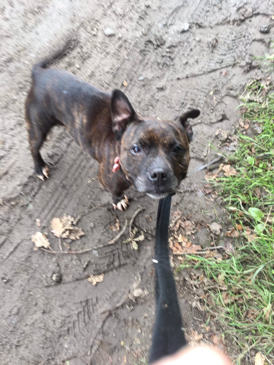 NWDogRescue's tweet photo. Please can you keep the tweeting going for me? Lots of dogs who deserve a chance of happiness. Thanks folks, so grateful 😘 #TeamFFH #rescuedogsrock #FureverHomes #makingadifference https://t.co/xwmvAzkAQh