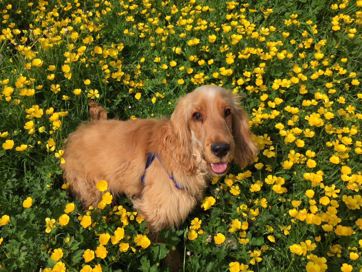 Buttercups wouldn't melt in his mouth!