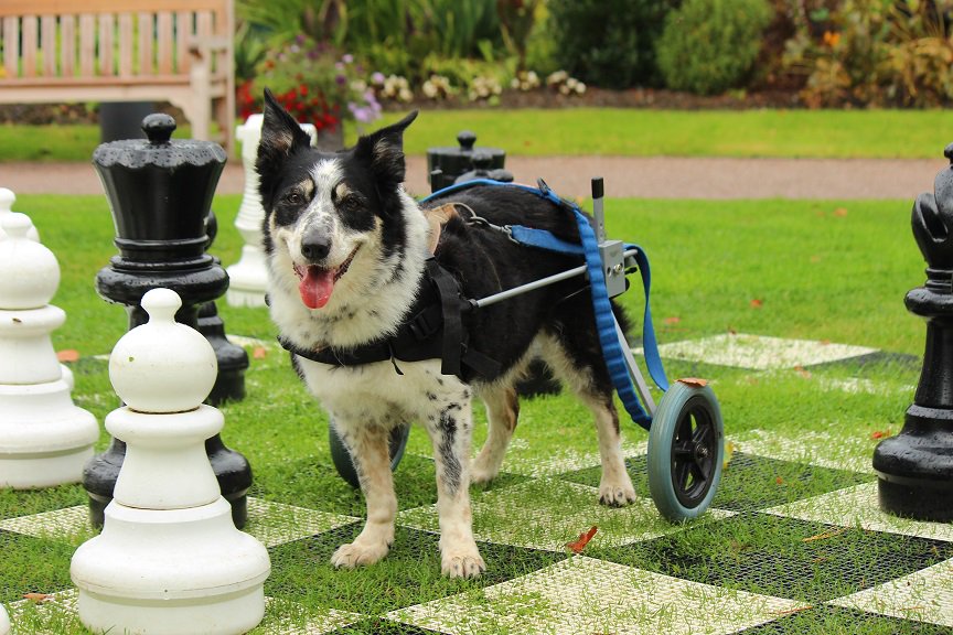 colliefullife's tweet photo. Playing chess, wheelydog goes where ever she likes! @CardiganCastle
@CAMarthritis #yourdogmoreyears #bordercolliefc #dogsoftwitter #dogwheels #arthriticdog #dogslife #chess https://t.co/Vl6HjRdybP