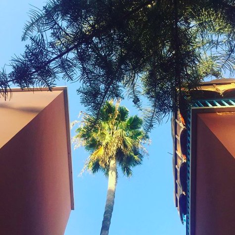 ShakaSurfMoroc's tweet photo. * A F T E R N O O N * L I G H T * π« #morocco #blueskies #moroccanpinks #riad #surfriad #surfholidays #nature #palms #surfaccommodation #surfholiday #surfschool #surfcamp #moroccanstyle #traditionalriad #explore #roam https://t.co/UAH523pGor