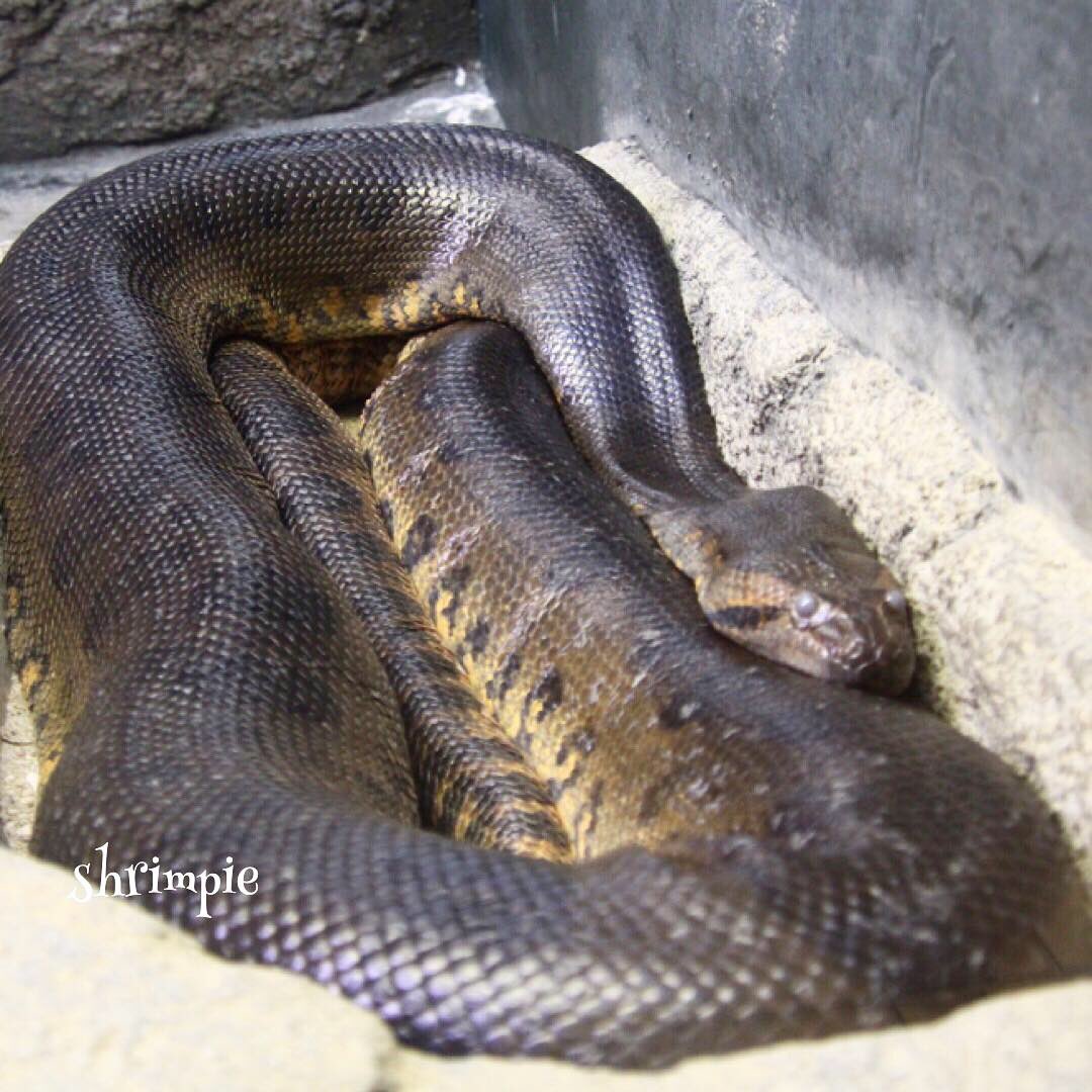 Shrimpie シュリンピー 動物園 東山動植物園 オオアナコンダ