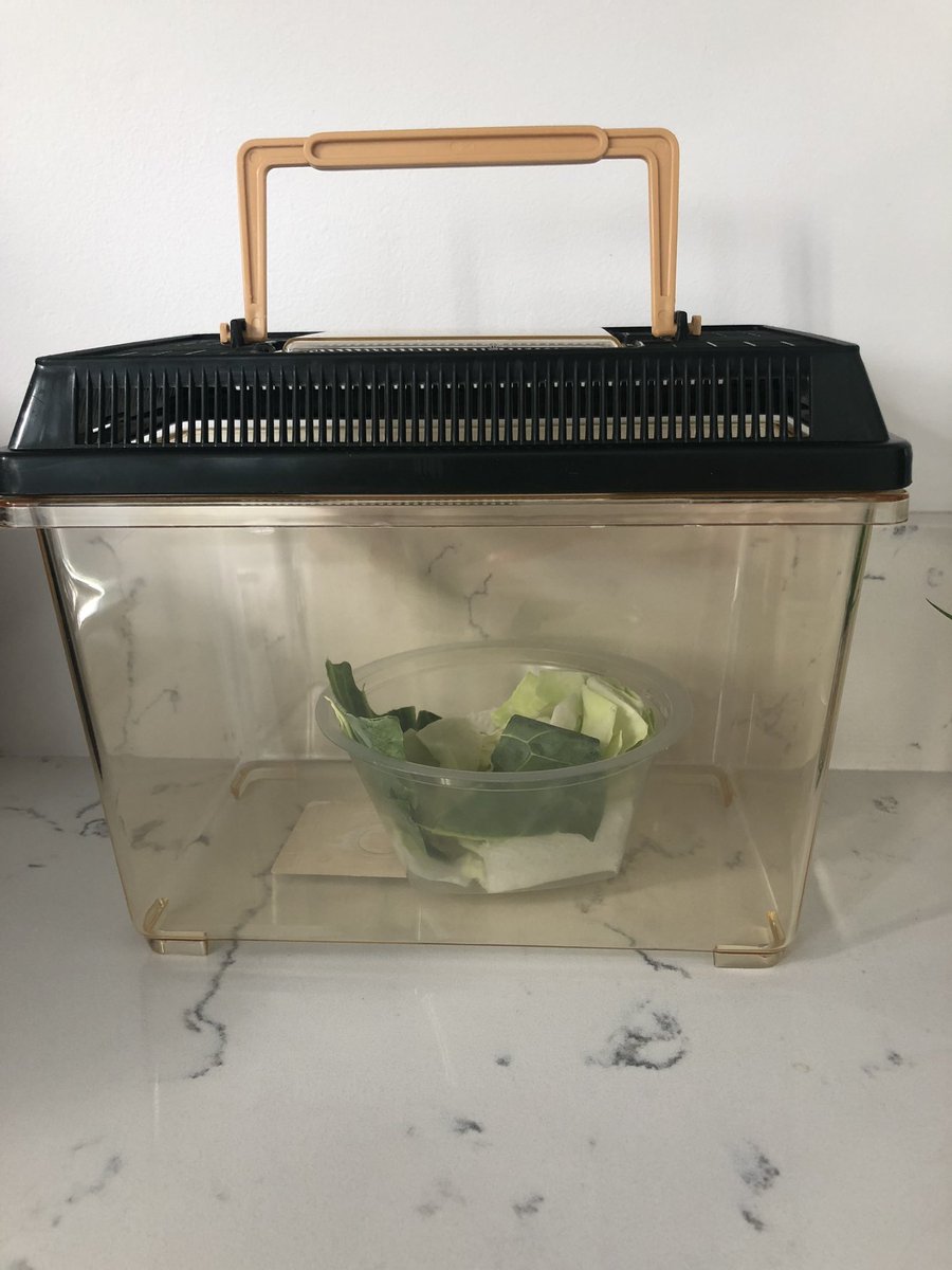 Beau775's tweet image. Caterpillar house.... 🏡🐛beloved husband just looks at me in a weird way ...”what Steve, what???” #thisisnormal